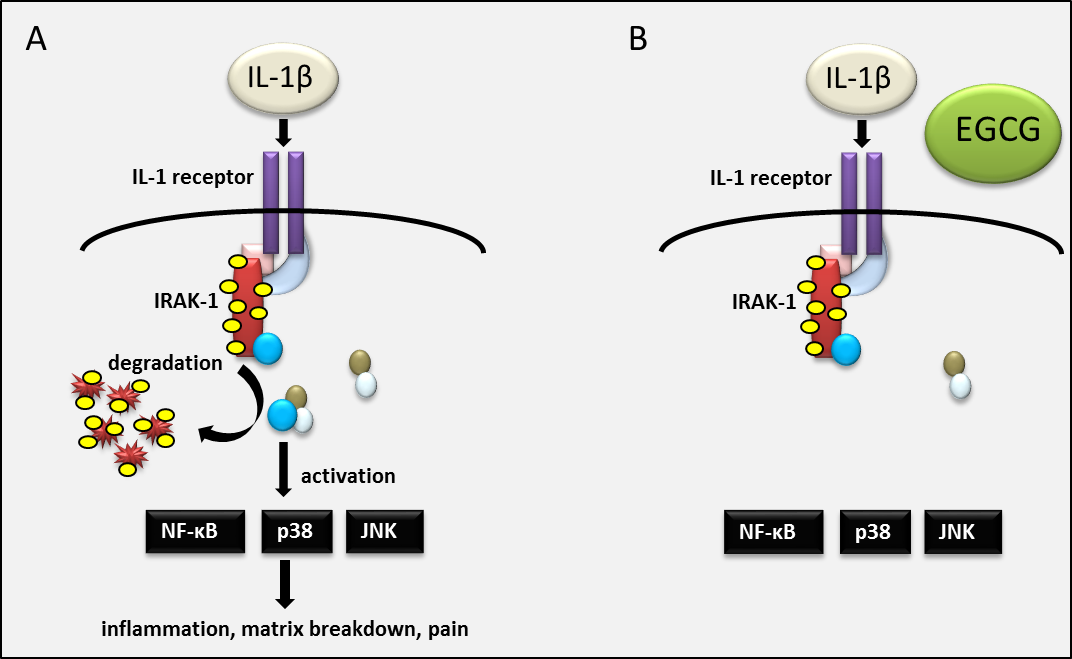 Enlarged view: Figure 2: EGCG inhibits IRAK-1 degradation and therefore decreases the activity of its downstream effectors NF-kB, p38 and JNK, which play a key role in transcription of inflammatory genes in disc cells.